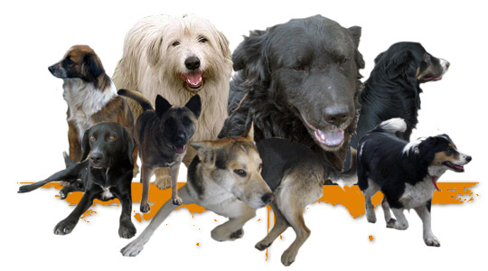 Collage DOGS
